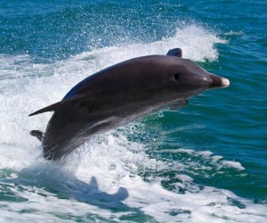 dolphin